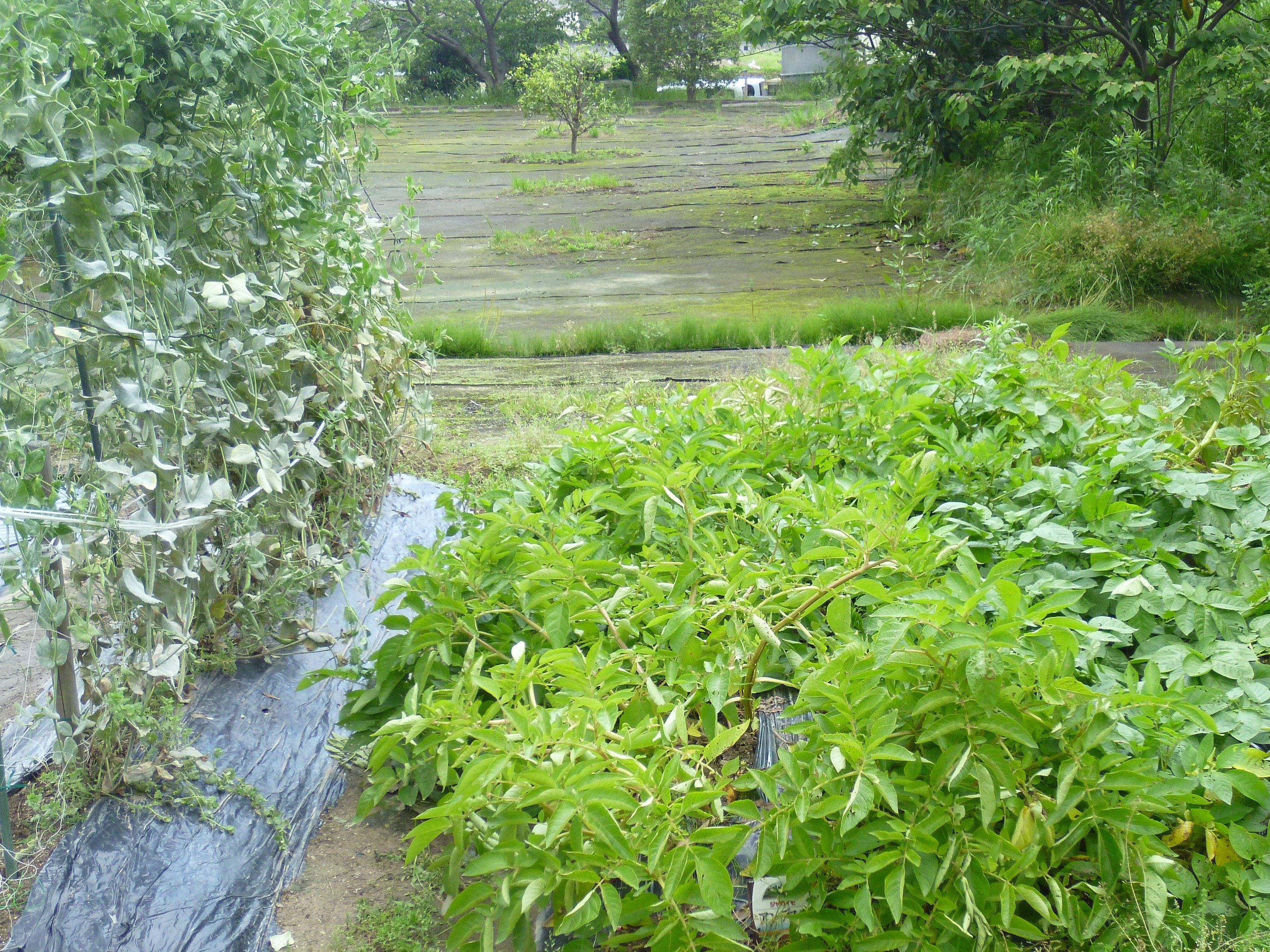 ☆くみのき農園(令和3年5月25日)☆