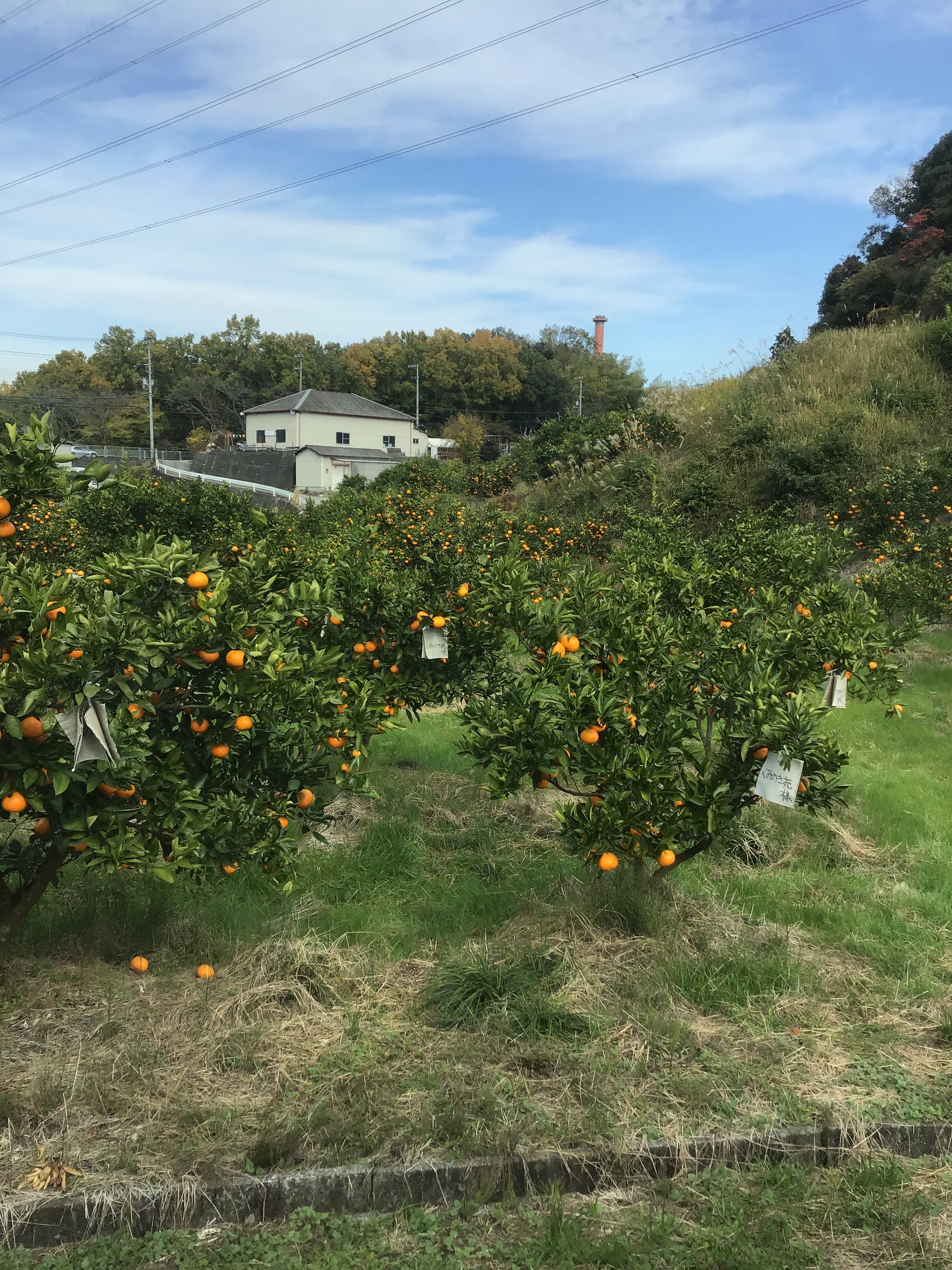 🍊みかん狩り🍊令和４年１１月１９日