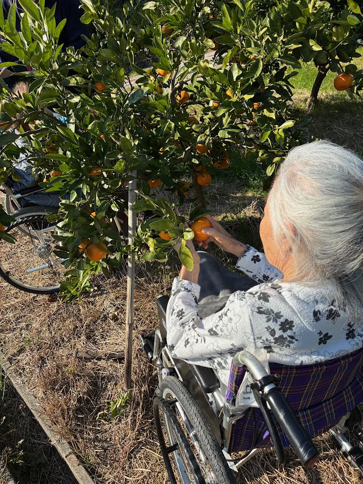 🍊みかん狩り🍊令和7年12月3日