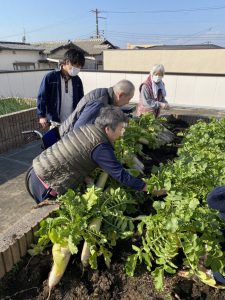 大根掘り！！（令和３年１２月２２日）