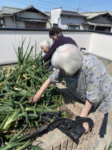 玉葱収穫！！！（令和４年５月７日）