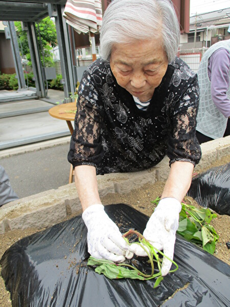 さつまいもの苗を植えました♪