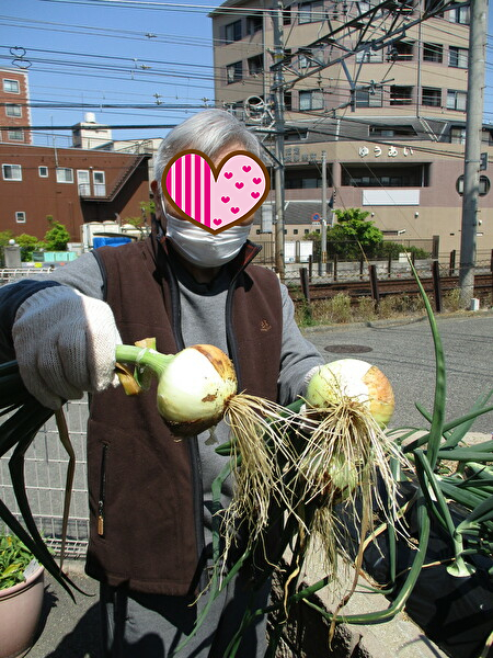 🌴玉ねぎ収穫しました😍😍