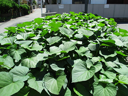 🍀日ごとに生長しています🌳