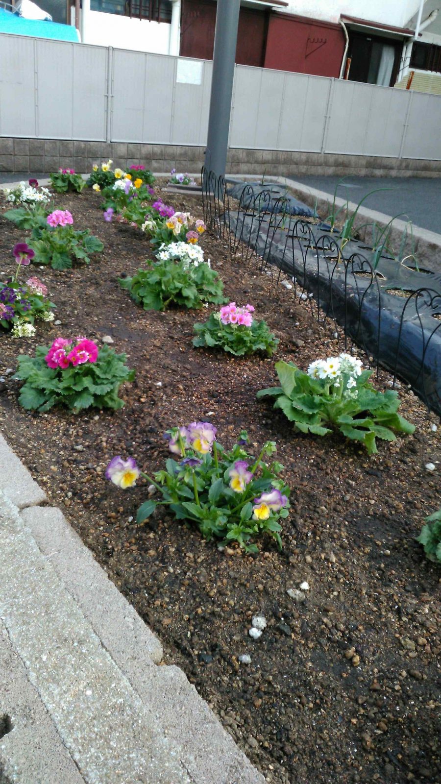 🌷お花植えました🥀