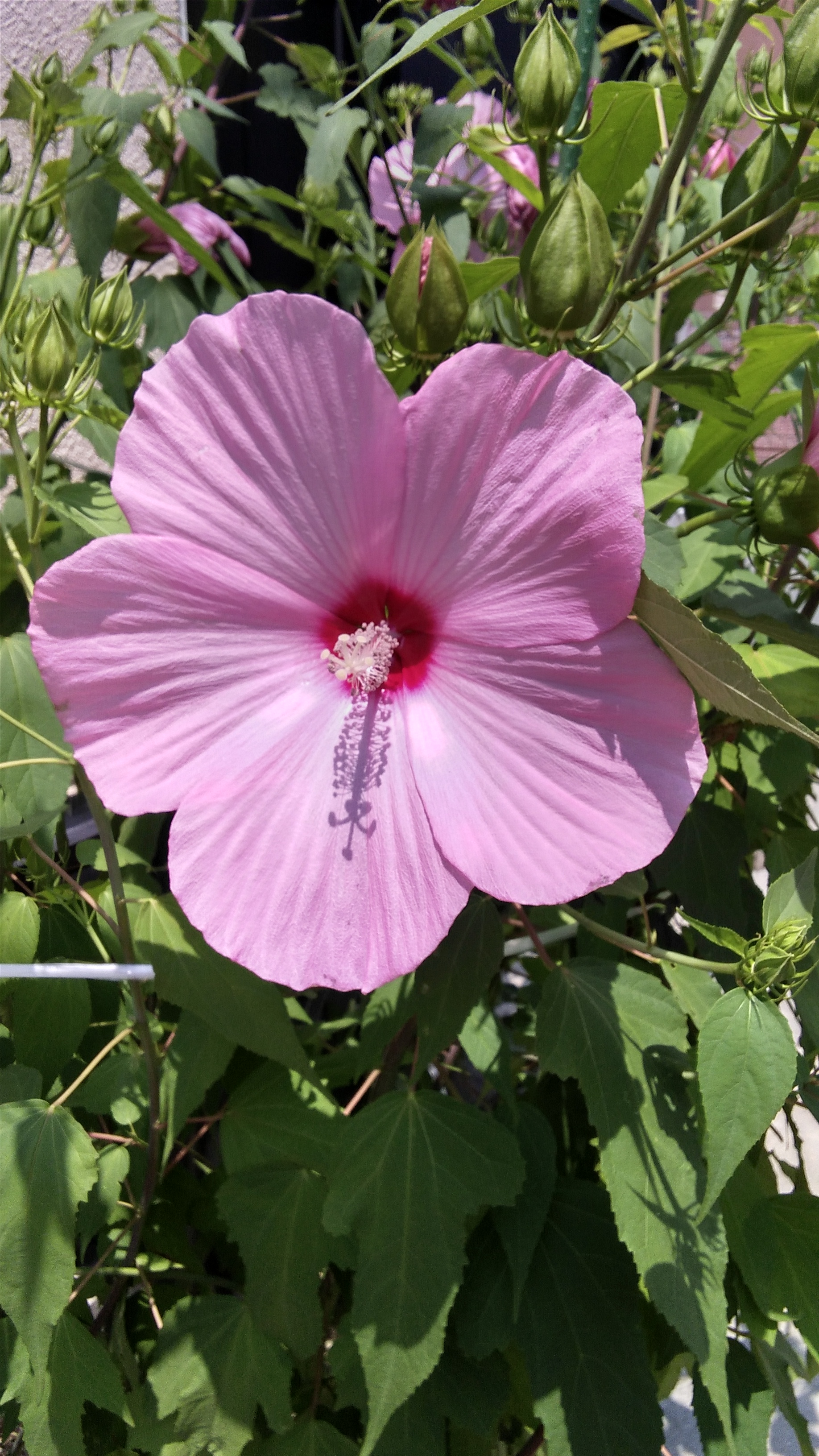 🌸今年も咲き始めました🌸