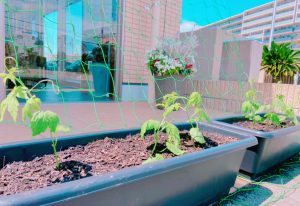 ゴーヤの苗植え🌱＆ひまわりの種植え🌻