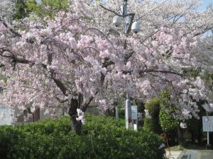 花見　大阪狭山市　西山霊園