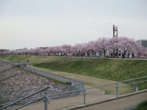 狭山池のさくらは満開です！