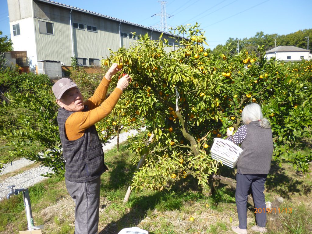 ☆　小規模千寿　みかん狩り　その②　☆　　　Ｒ1／12／1