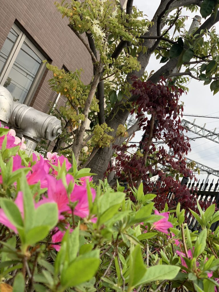 ツツジの花見🌸